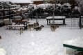 Tinker and pups in the March 2008 Big Snow